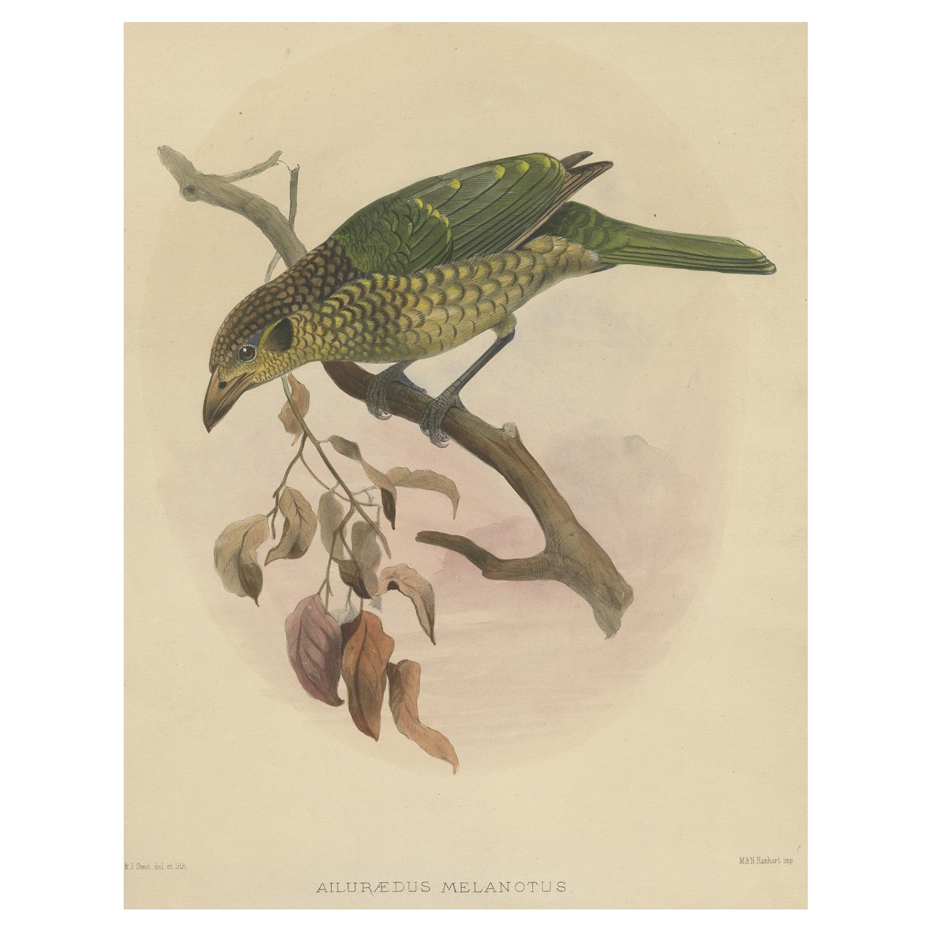 Antiker antiker Vogeldruck des schwarz-schwarzen Katzenvogels von Elliot, um 1873
