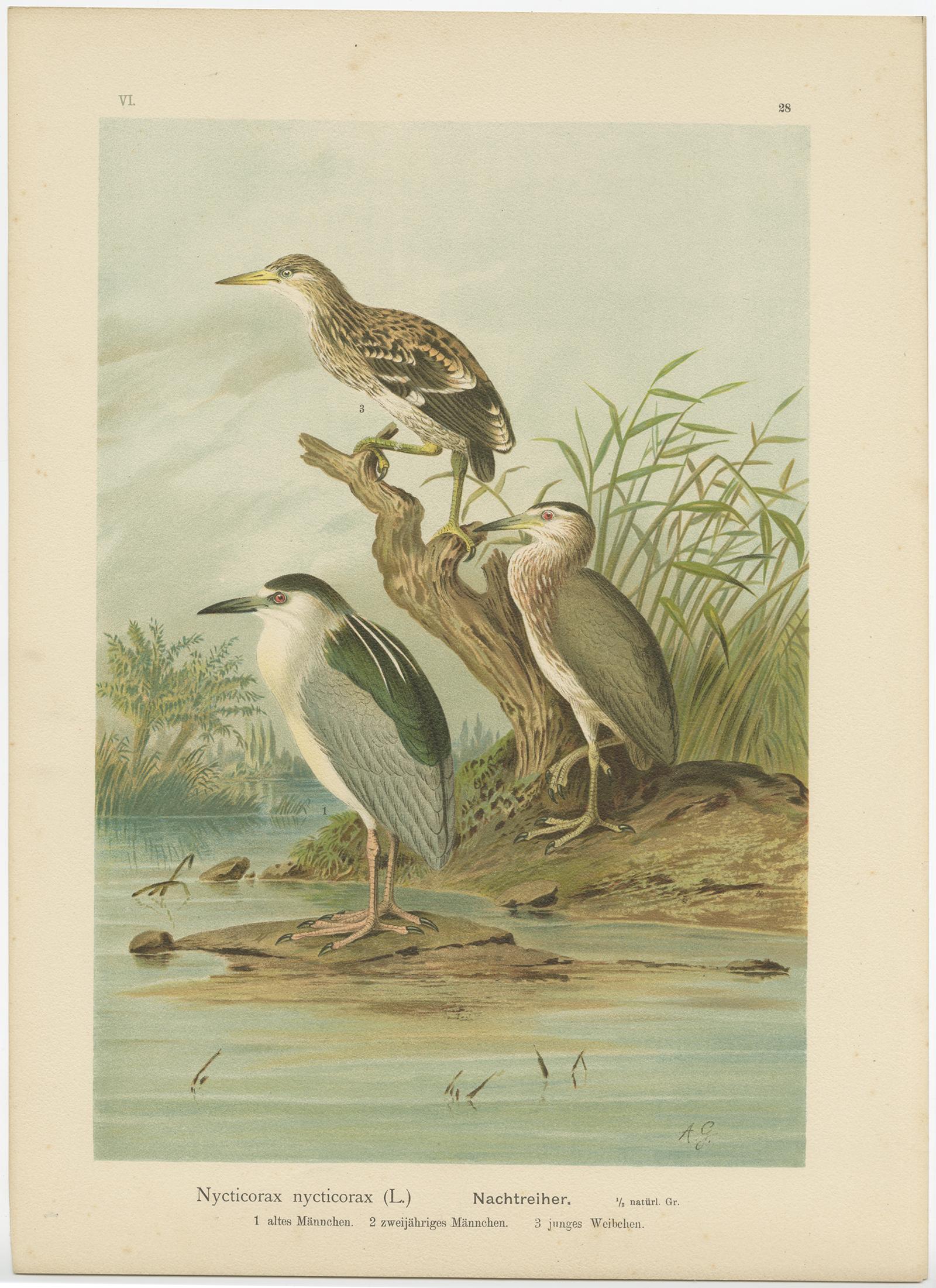 Antique bird print titled 'Nycticorax nycticorax - Nachtreiher'. Chromolithograph of the Black-crowned night heron. This print originates from J.A. Naumann's 'Naturgeschichte der Vögel Mitteleuropas', published, circa 1895.