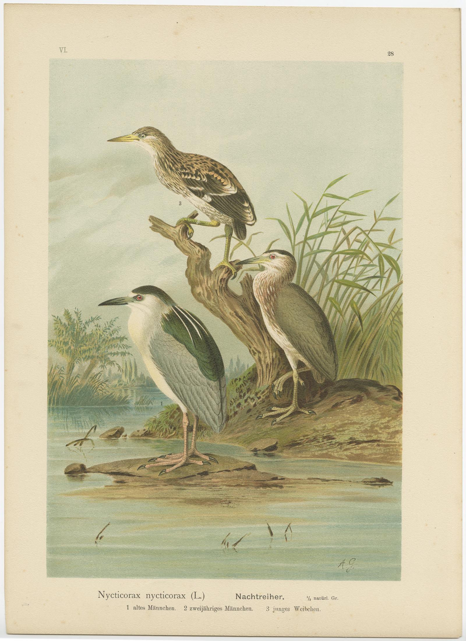 XIXe siècle Impression ancienne d'oiseau du cheval de nuit couronné de noir par Naumann, vers 1895 en vente
