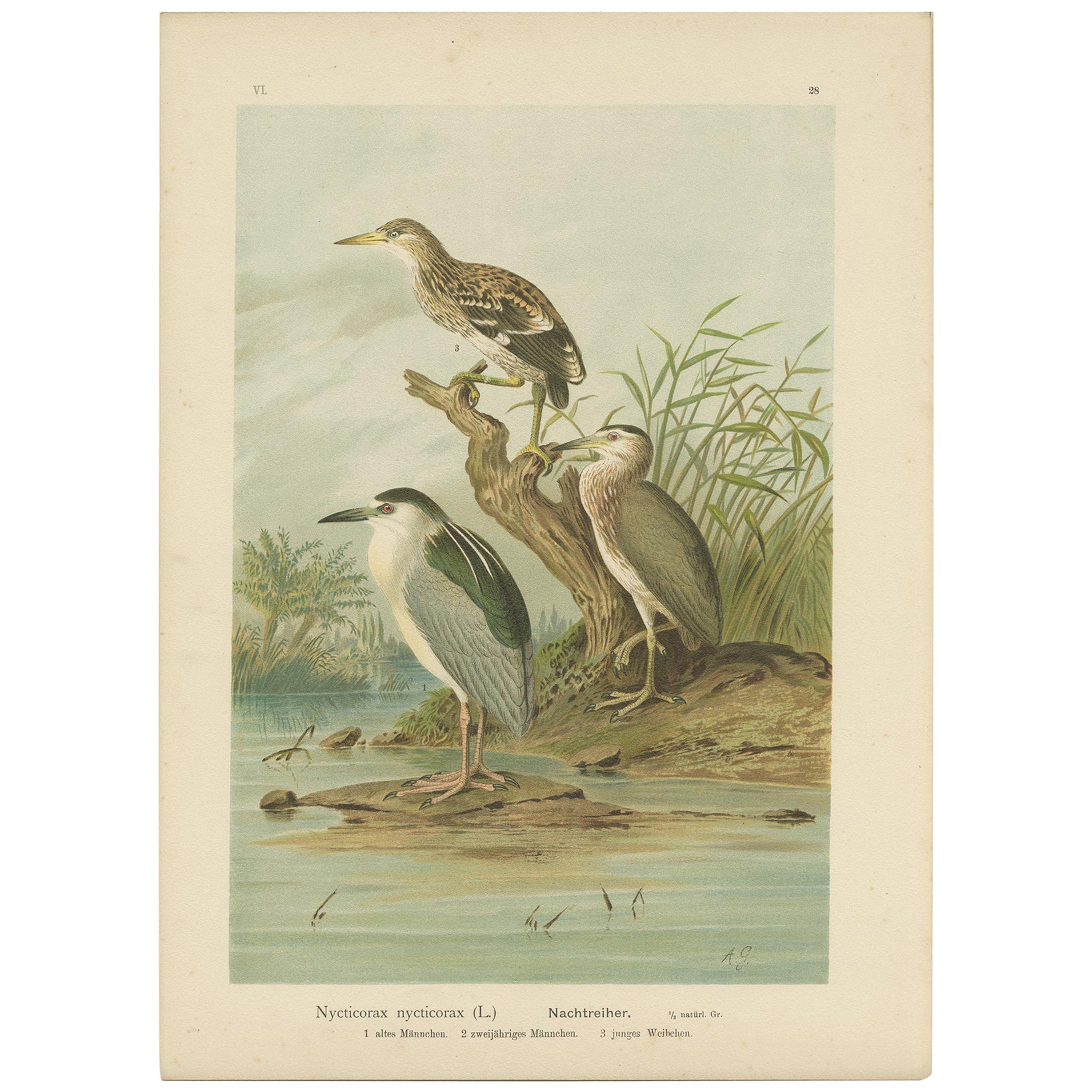 Antique Bird Print of the Black-Crowned Night Heron by Naumann, circa 1895 For Sale
