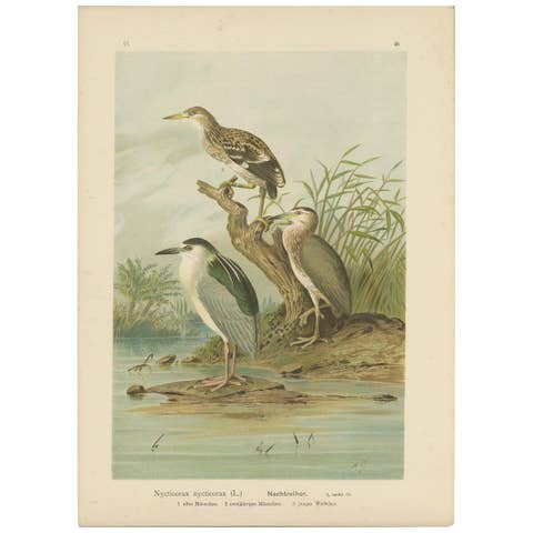 Antique Bird Print of the Black-Crowned Night Heron by Naumann, circa 1895