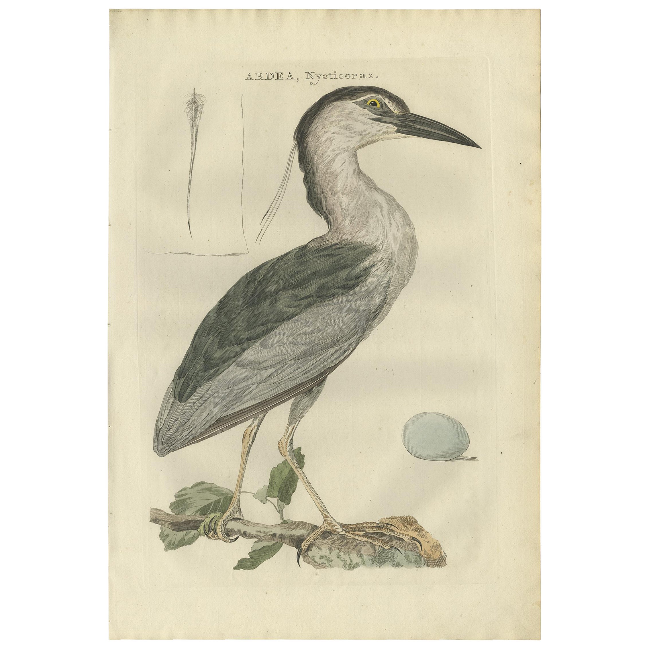 Grabado antiguo de la garza nocturna coronada negra por Sepp & Nozeman, 1789