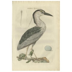 Antiker antiker Vogeldruck des schwarz gekrönten Nachtherons von Sepp & Nozeman, 1789
