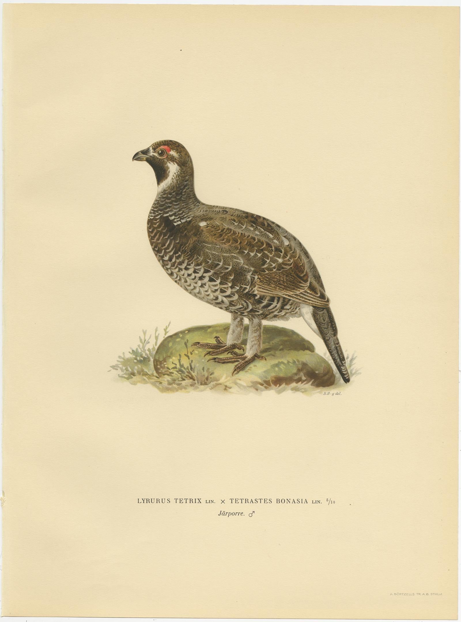 Gravure ancienne d'oiseaux intitulée 'Lyrurus Tetrix, Lagopus Bonasia'. Ancienne gravure d'oiseau représentant le Tétras lyre (hiver). Cette gravure provient de 