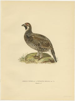 Antique Bird Print of the Black Grouse, 1929