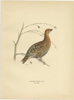 Antique Bird Print of the Black Grouse by Von Wright, 1929