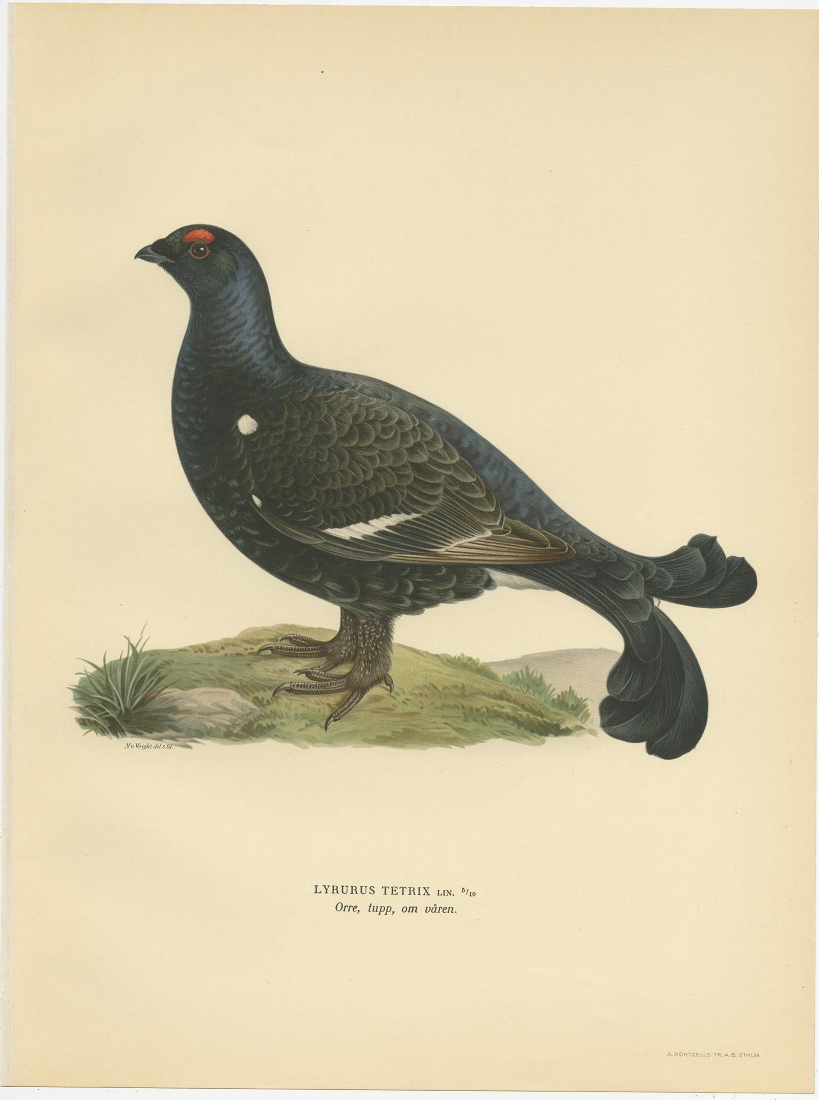 Antique Bird Print of the Black Grouse by Von Wright, 1929 In Good Condition For Sale In Langweer, NL