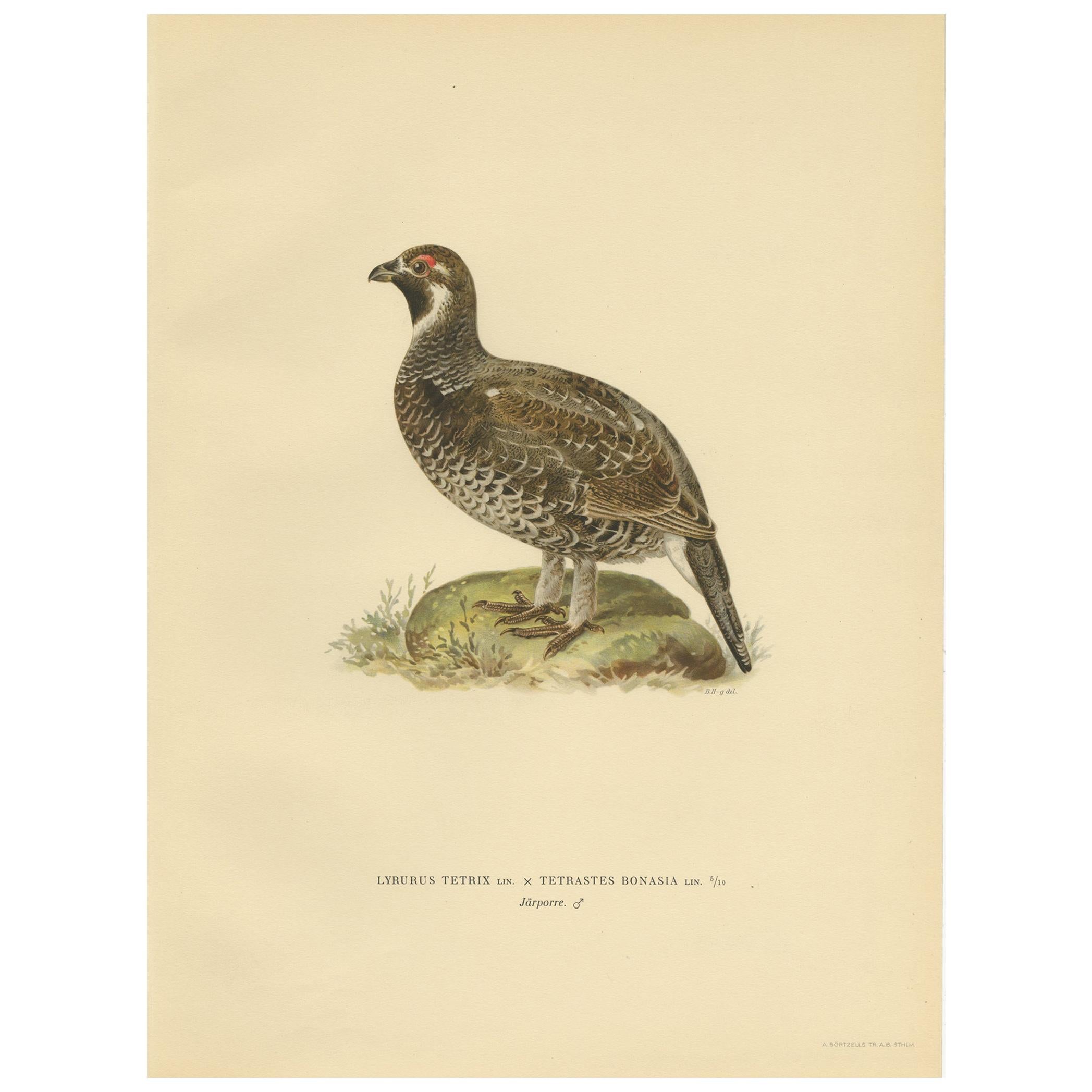 Antiker Vogeldruck der schwarzen Grouse, 1929