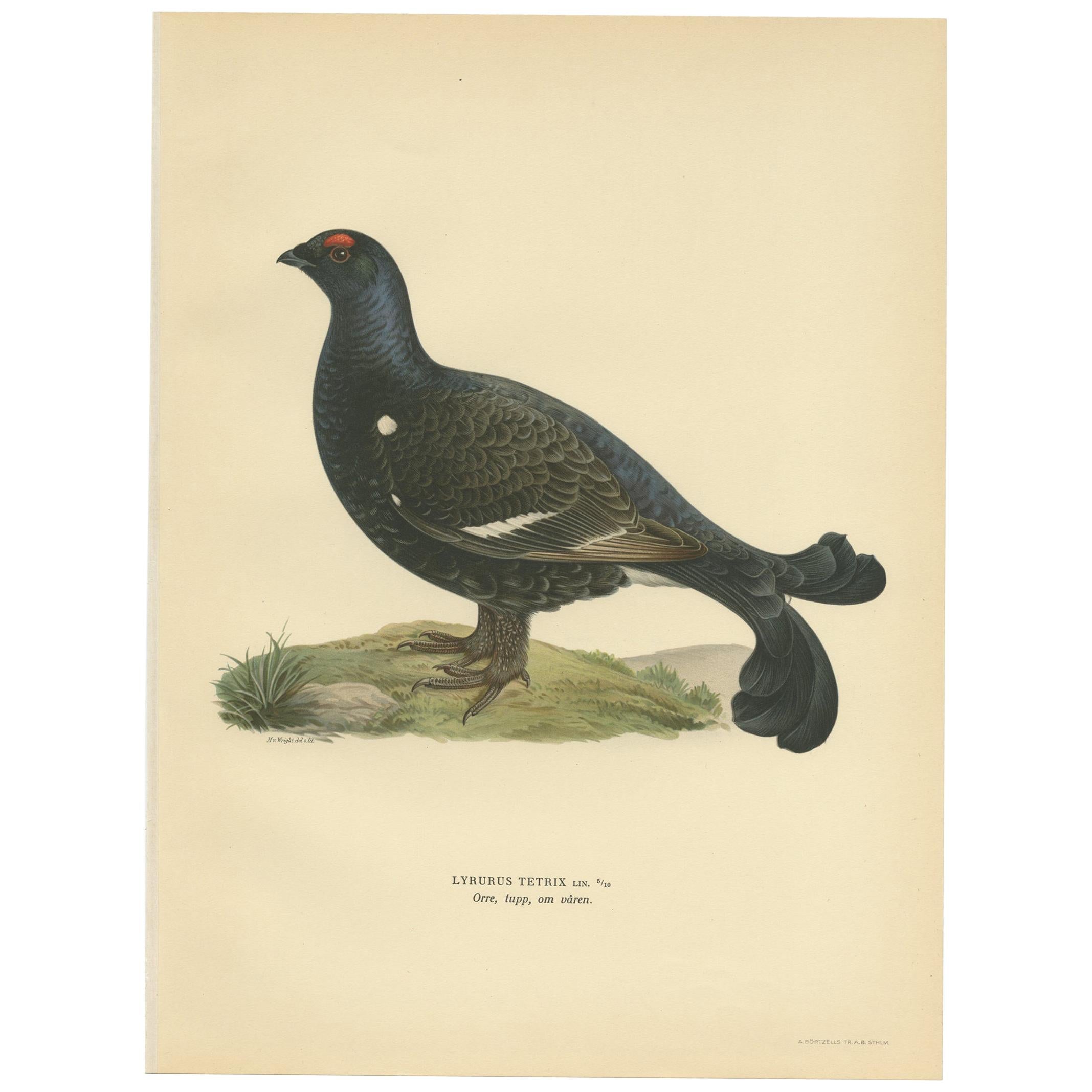 Impression ancienne d'oiseau de la Grouse noire par Von Wright, 1929