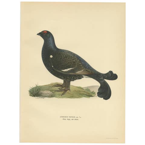 Antique Bird Print of the Black Grouse by Von Wright, 1929