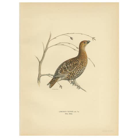 Antique Bird Print of the Black Grouse by Von Wright, 1929