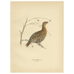 Antique Bird Print of the Black Grouse by Von Wright, 1929
