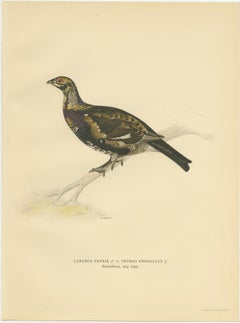 Antique Bird Print of the Black Grouse 'Female' by Von Wright, 1929