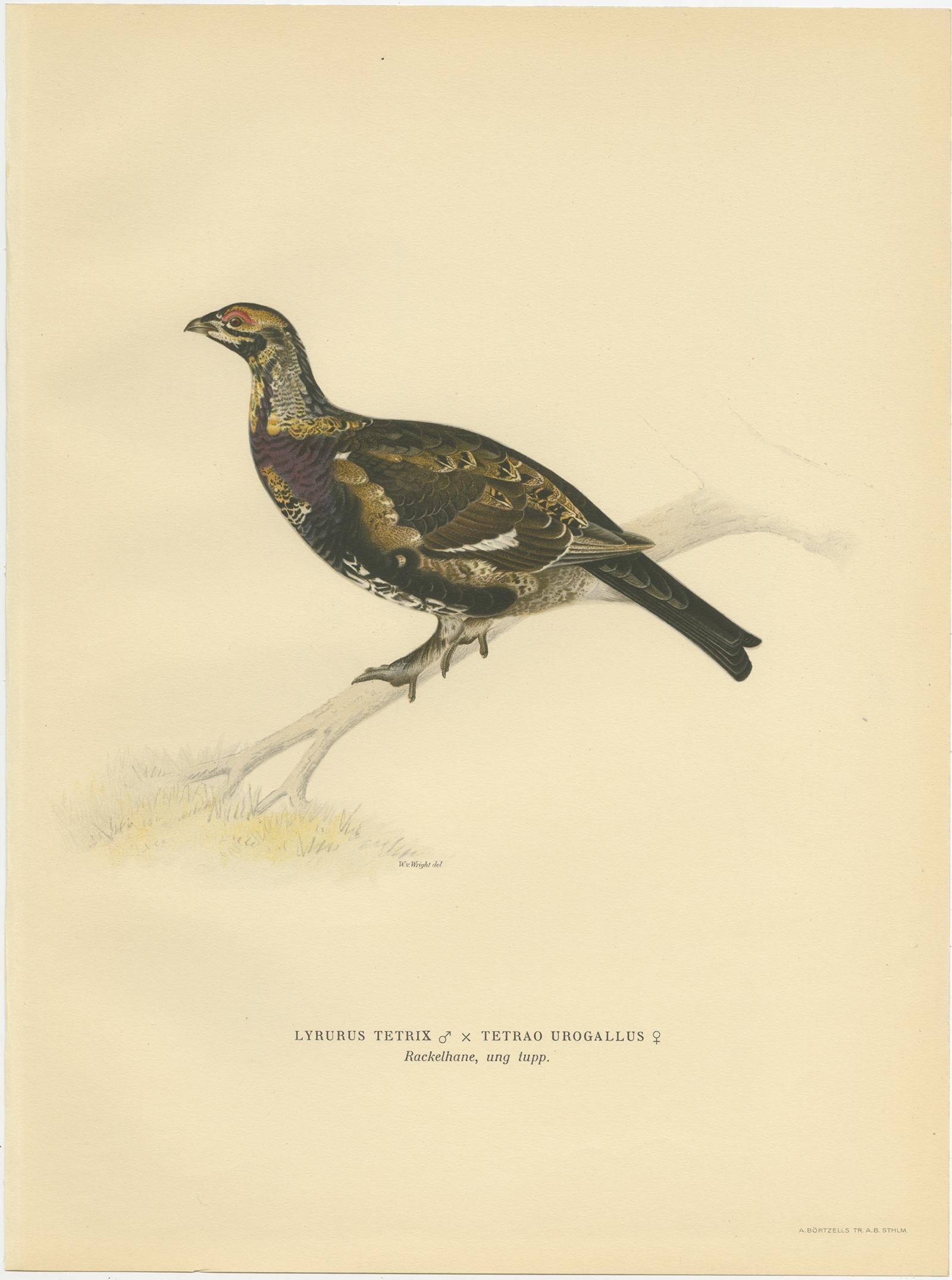 Antique Bird Print of the Black Grouse 'Female' by Von Wright, 1929 In Good Condition For Sale In Langweer, NL