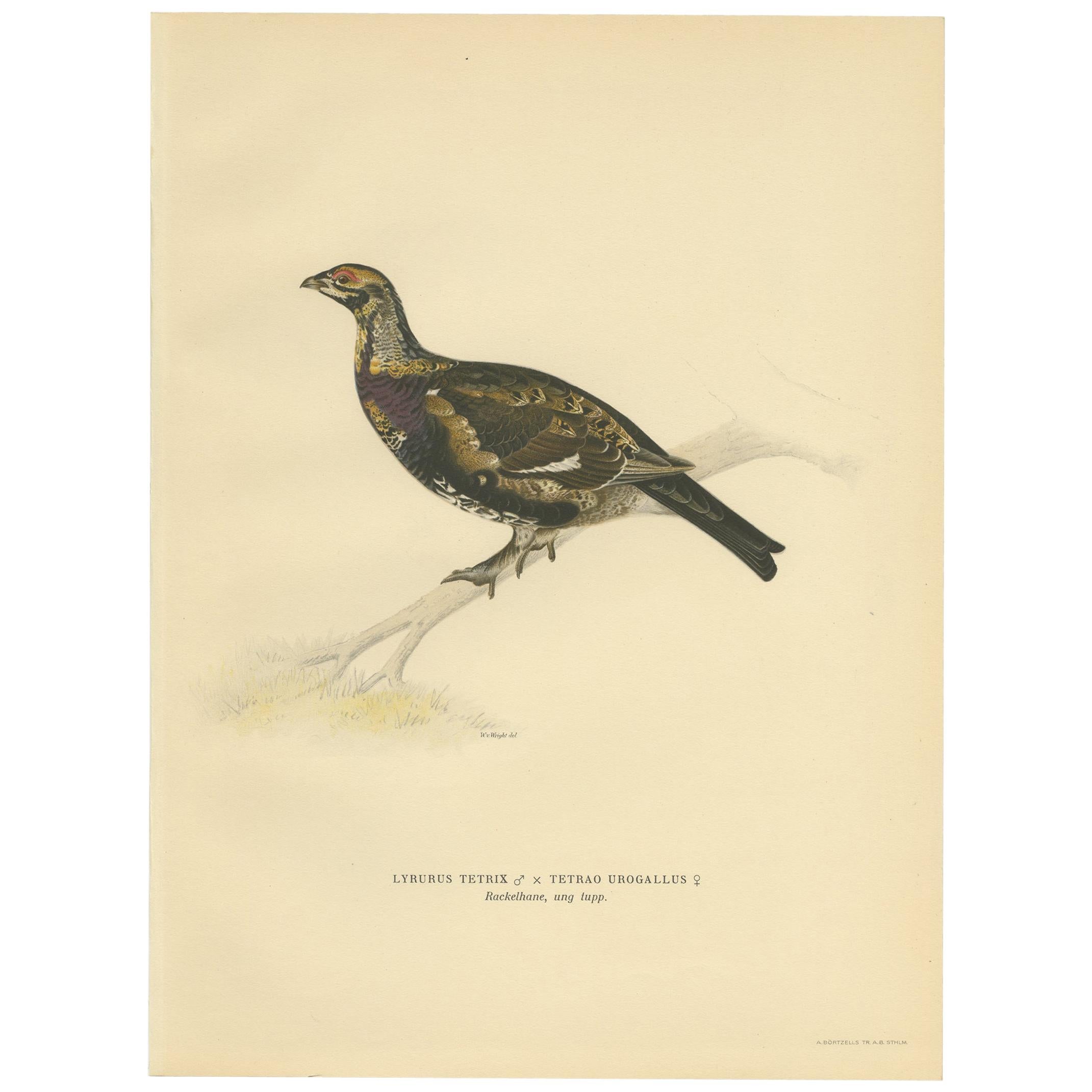 Antique Bird Print of the Black Grouse 'Female' by Von Wright, 1929 For Sale