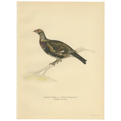 Antique Bird Print of the Black Grouse 'Female' by Von Wright, 1929