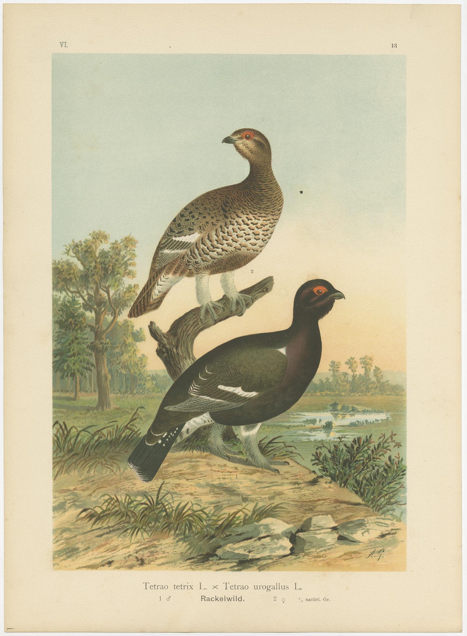 This antique bird print featuring 'Tetrao Tetrix x Tetrao Urogallus - Rackelwild' is a chromolithograph representing a hybrid between the Black Grouse (Tetrao tetrix) and the Western Capercaillie (Tetrao urogallus), commonly known as Rackelhahn. The