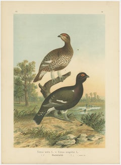 Antique Bird Print of the Black Grouse 'Hybrid' by Naumann, circa 1895