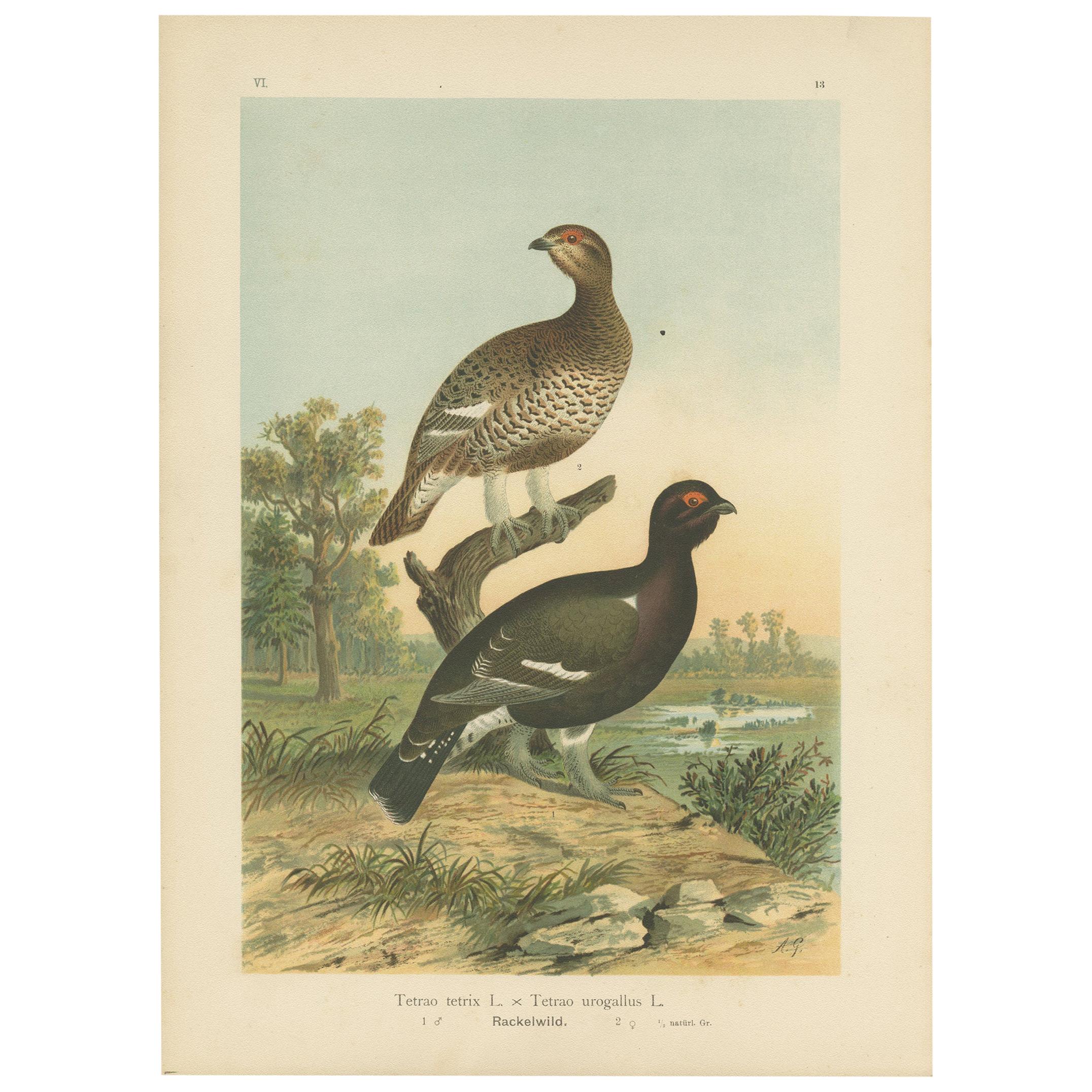 Antique Bird Print of the Black Grouse 'Hybrid' by Naumann, circa 1895 For Sale