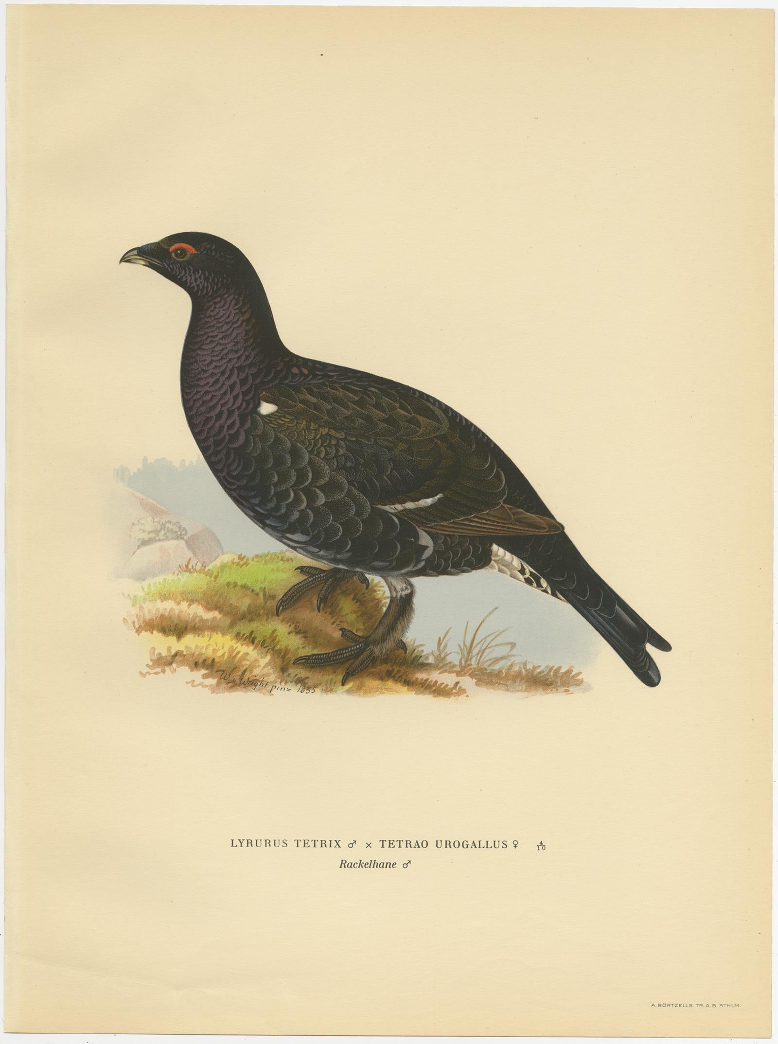 Antique bird print titled 'Lyrurus Tetrix x Tetrao Urogallus'. Old bird print depicting the Black Grouse (Male). This print originates from 'Svenska Foglar Efter Naturen Och Pa Stenritade' by Magnus von Wright.