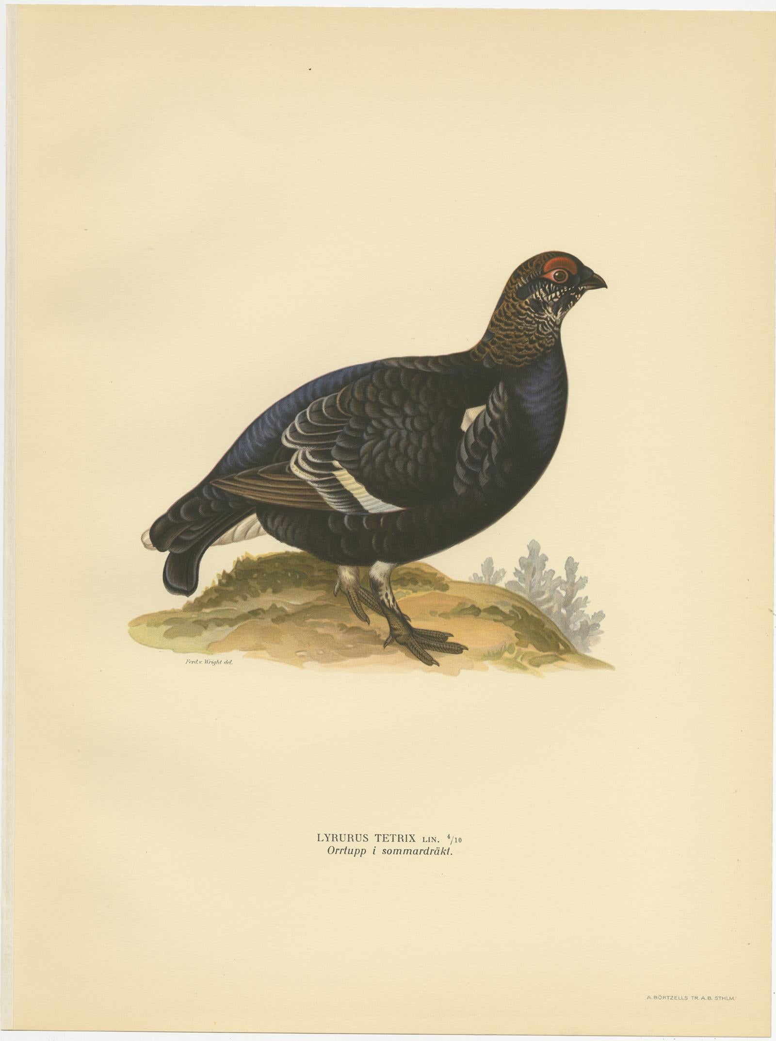 Antique Bird Print of the Black Grouse 'Male' by Von Wright, 1929 In Good Condition For Sale In Langweer, NL