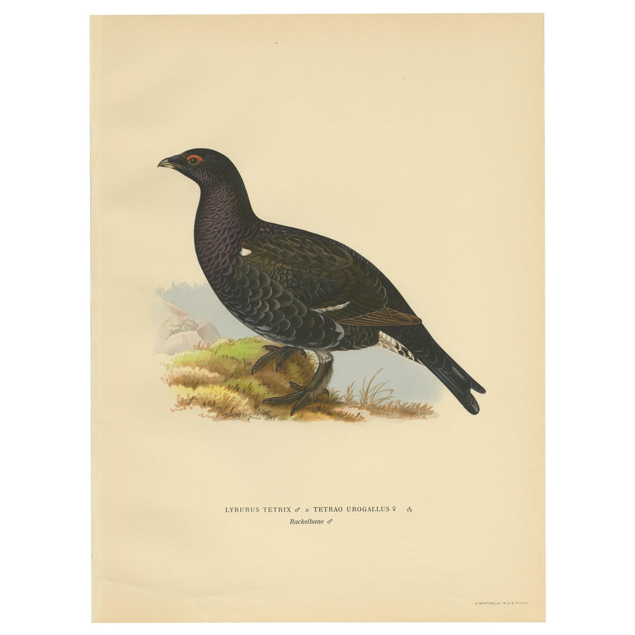 Impression ancienne d'oiseau de la Grouse noire "Male" par Von Wright, 1929