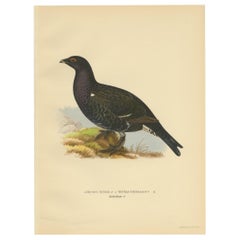 Grabado antiguo de aves del urogallo negro "macho" por Von Wright, 1929