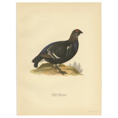 Grabado antiguo de aves del urogallo negro "macho" por Von Wright, 1929