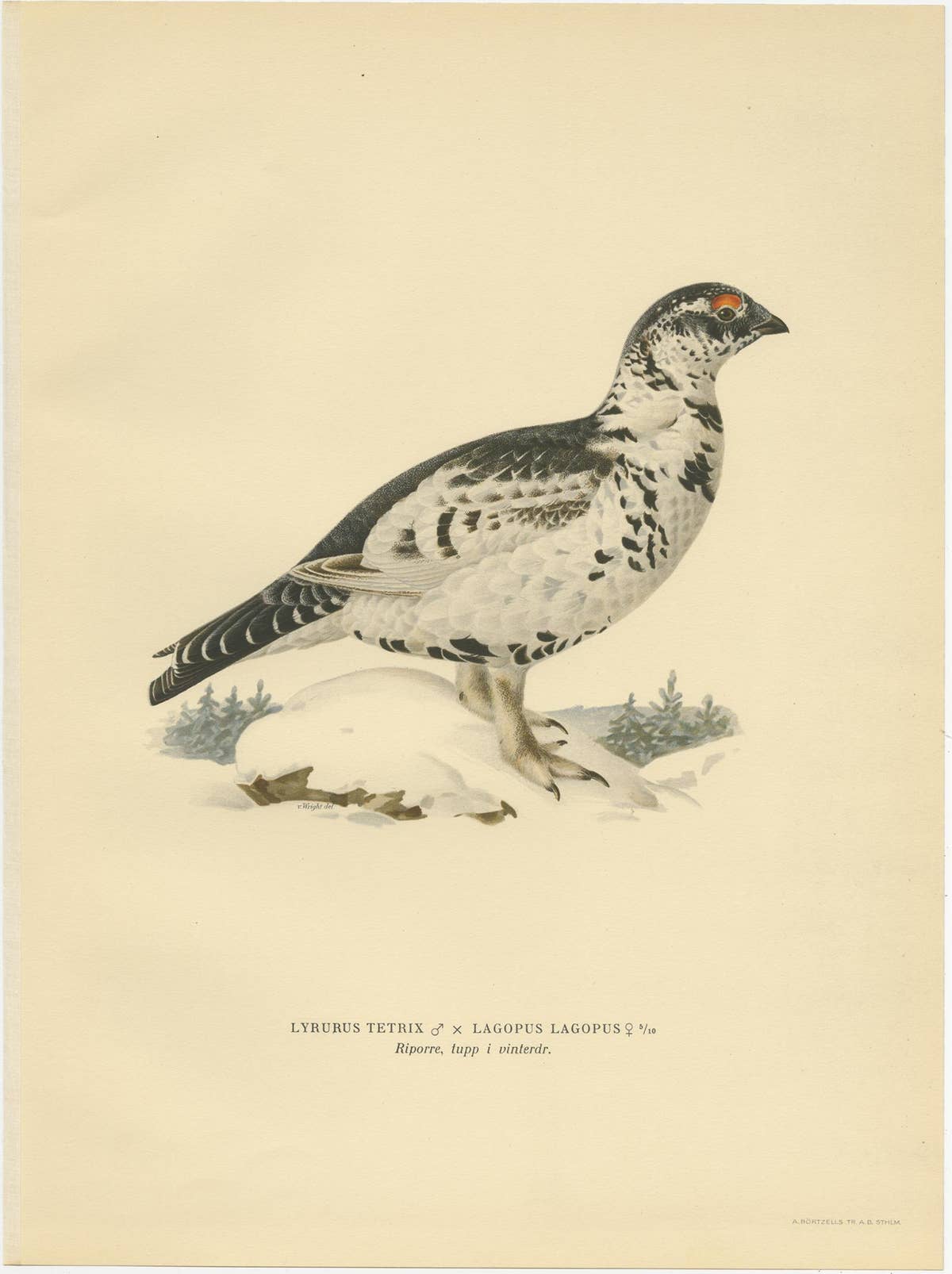 Antique Bird Print of the Black Grouse 'Winter' by Von Wright, 1929