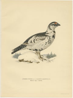 Antique Bird Print of the Black Grouse 'Winter' by Von Wright, 1929
