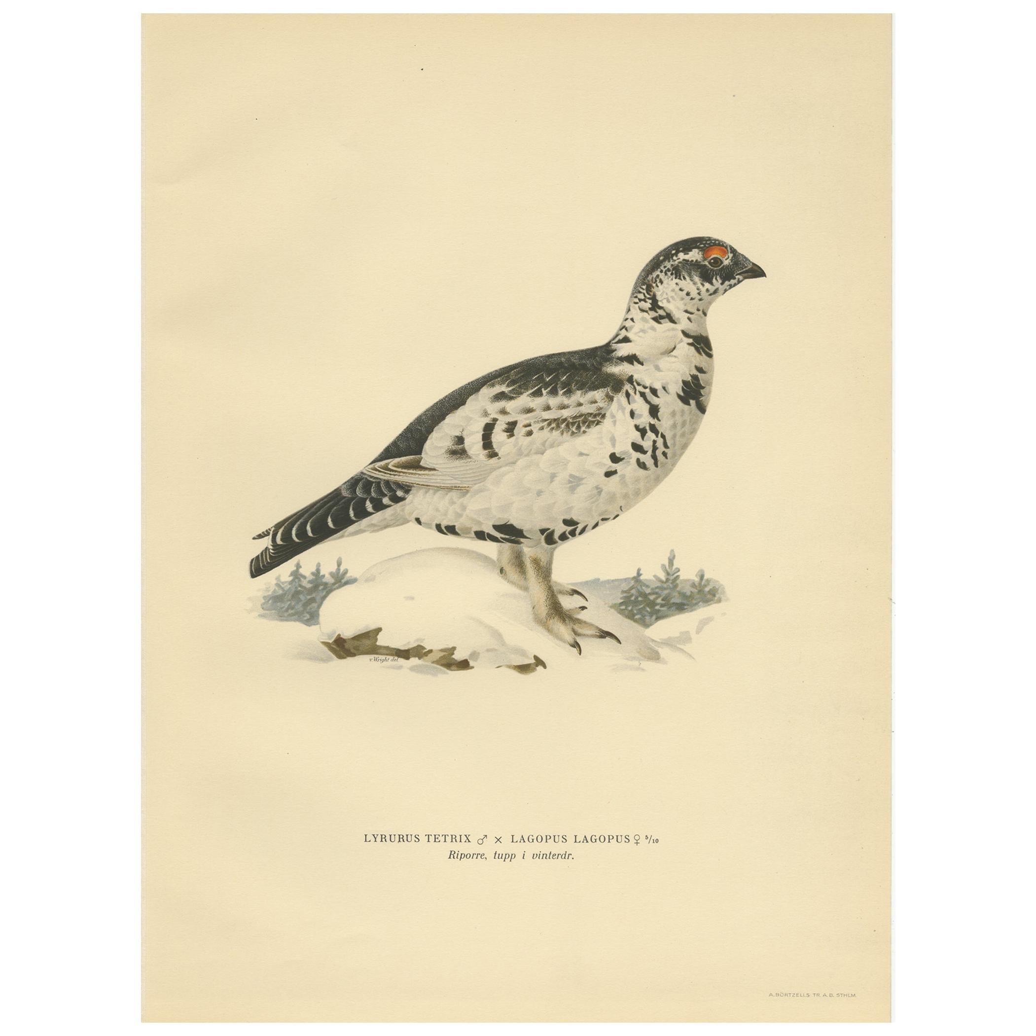 Antique Bird Print of the Black Grouse 'Winter' by Von Wright, 1929 For Sale