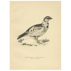 Antique Bird Print of the Black Grouse 'Winter' by Von Wright, 1929