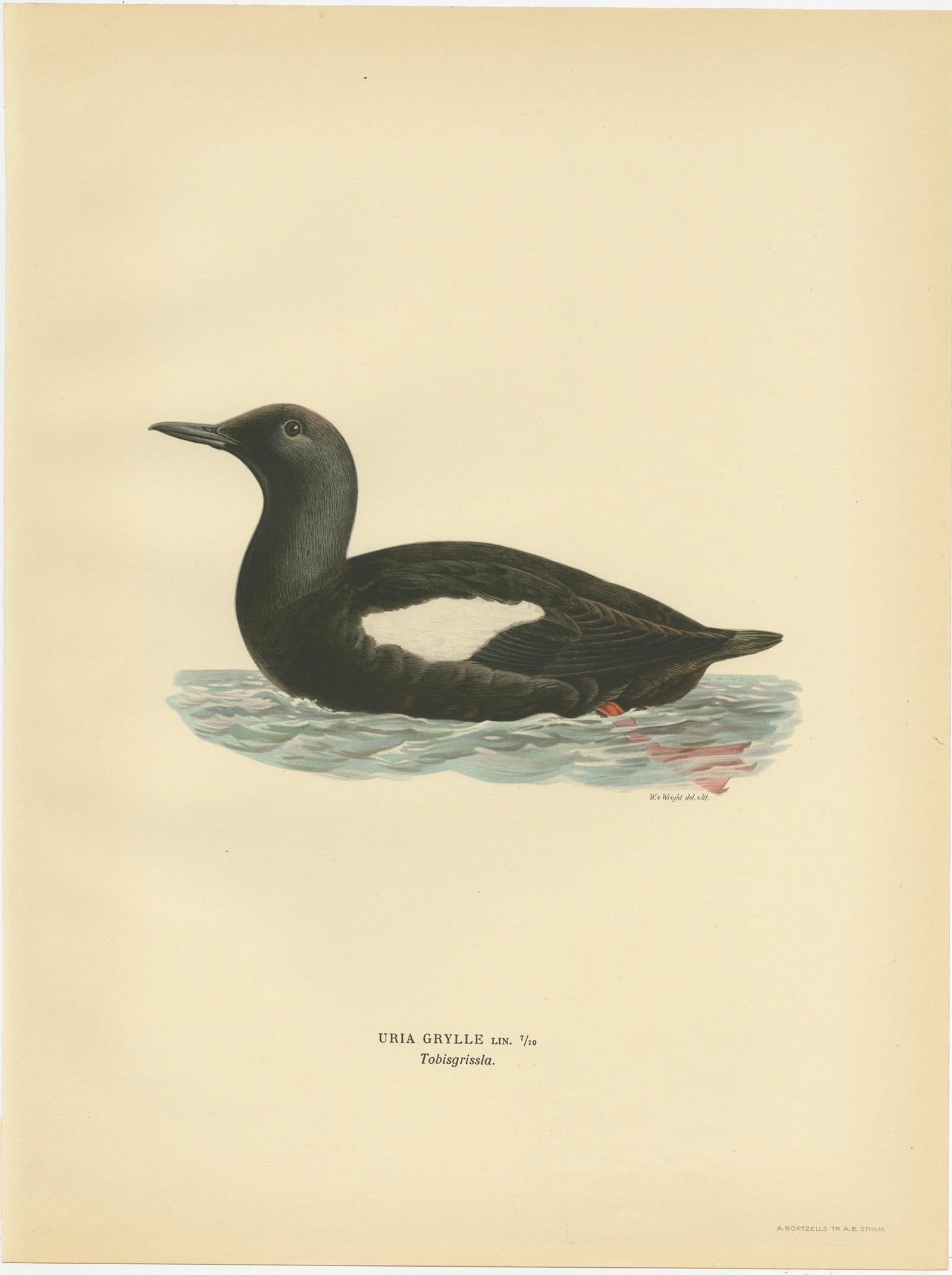 Antique bird print titled 'Uria Grylle'. Old bird print depicting the black guillemot. This print originates from 'Svenska Foglar Efter Naturen Och Pa Stenritade' by Magnus von Wright.