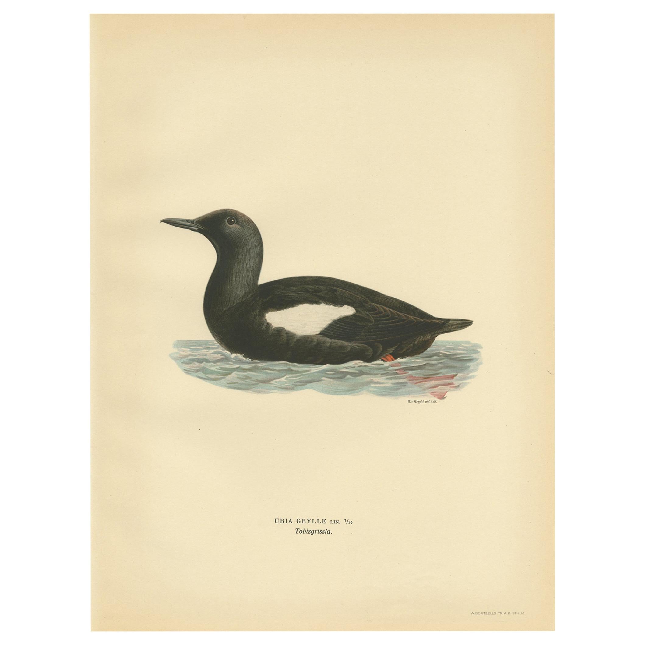 Antique Bird Print of the Black Guillemot by Von Wright, 1929 For Sale