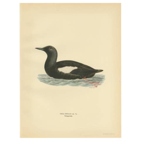 Antique Bird Print of the Black Guillemot by Von Wright, 1929
