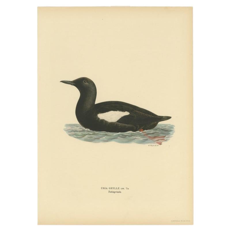 Antique Bird Print of the Black Guillemot by Von Wright, 1929 For Sale