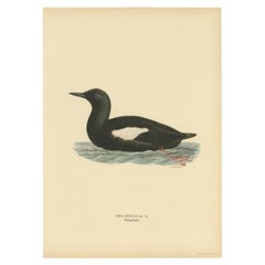 Vintage Bird Print of the Black Guillemot by Von Wright, 1929