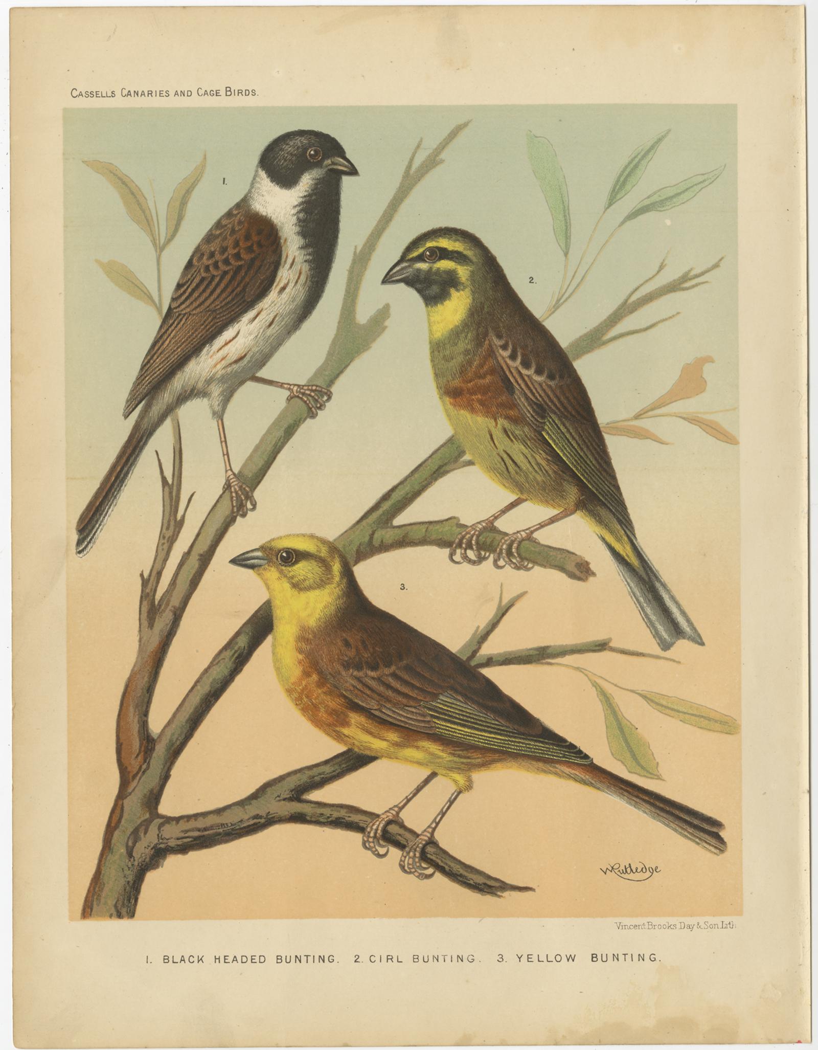 Antique bird print titled '1. Black Headed Bunting 2. Cirl Bunting 3. Yellow Bunting'. Old bird print depicting Black Headed Bunting, Cirl Bunting, Yellow bunting or Japanese yellow bunting. This print originates from: 'Illustrated book of canaries