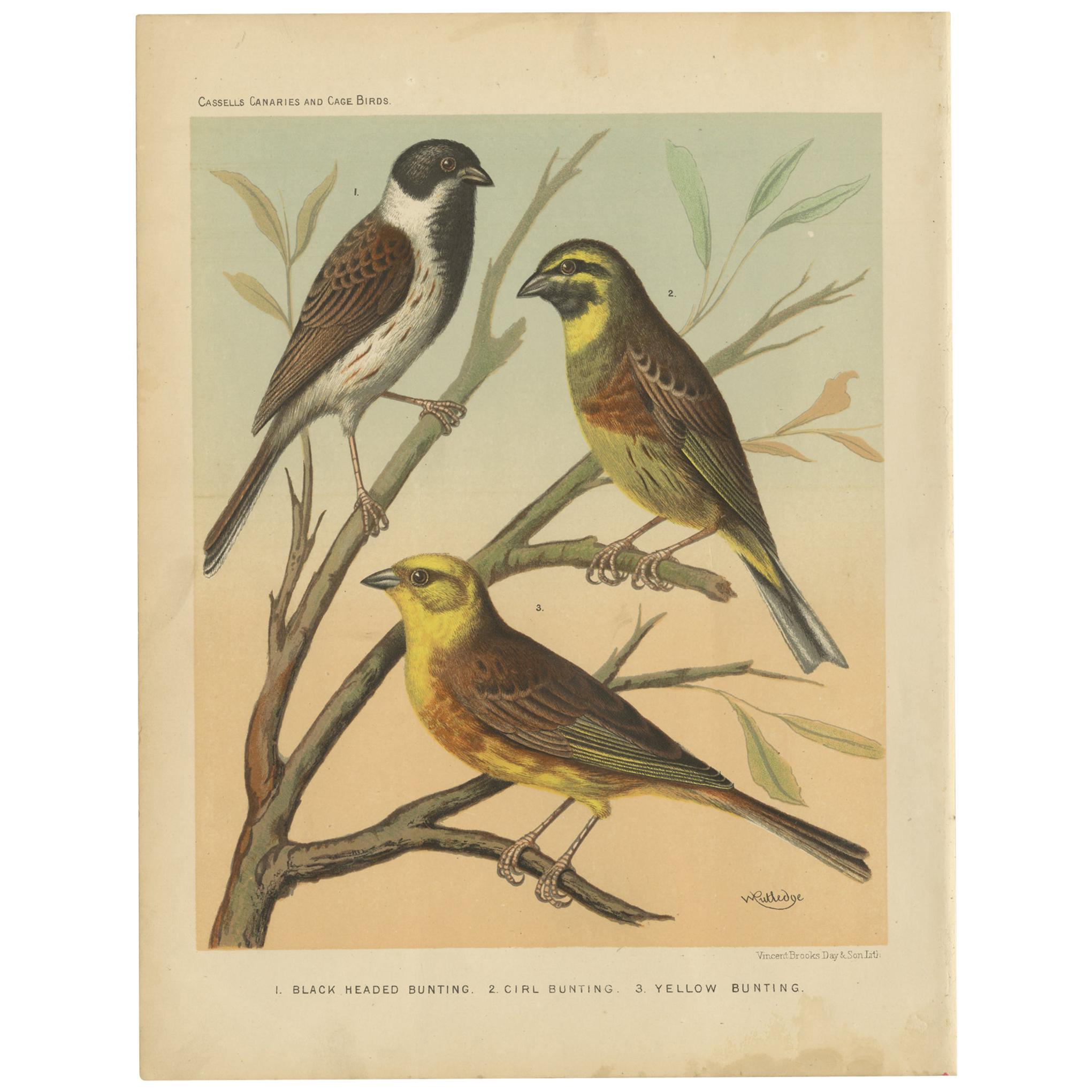 Antique Bird Print of the Black Headed Bunting, Cirl Bunting, Yellow Bunting For Sale