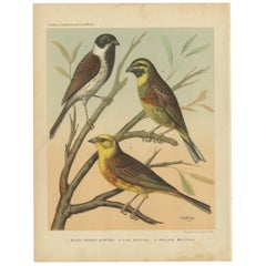 Antique Bird Print of the Black Headed Bunting, Cirl Bunting, Yellow Bunting