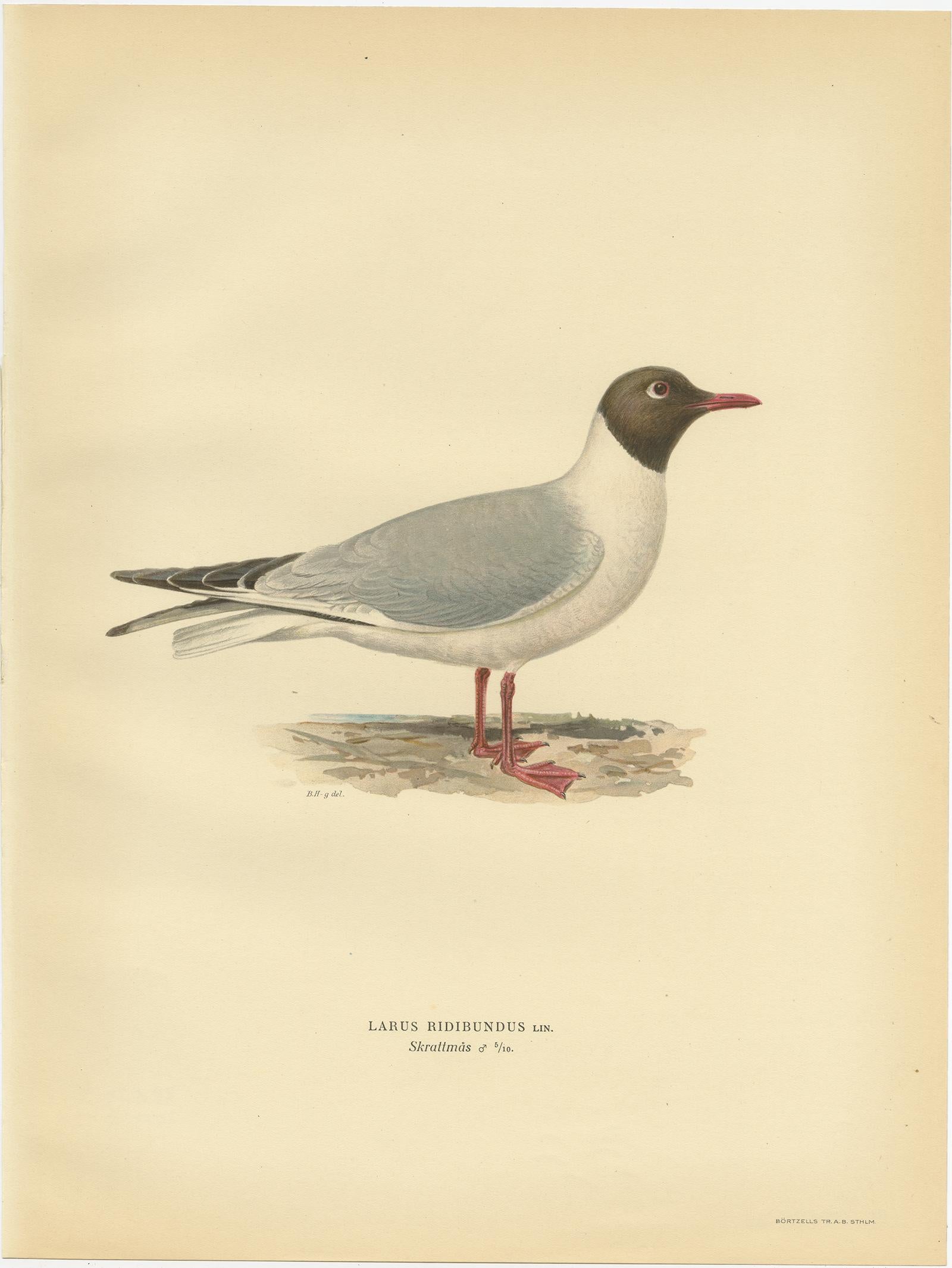 Antique bird print titled 'Larus Ridibundus'. Old bird print depicting the Black-Headed Gull (Male). This print originates from 'Svenska Foglar Efter Naturen Och Pa Stenritade' by Magnus von Wright.