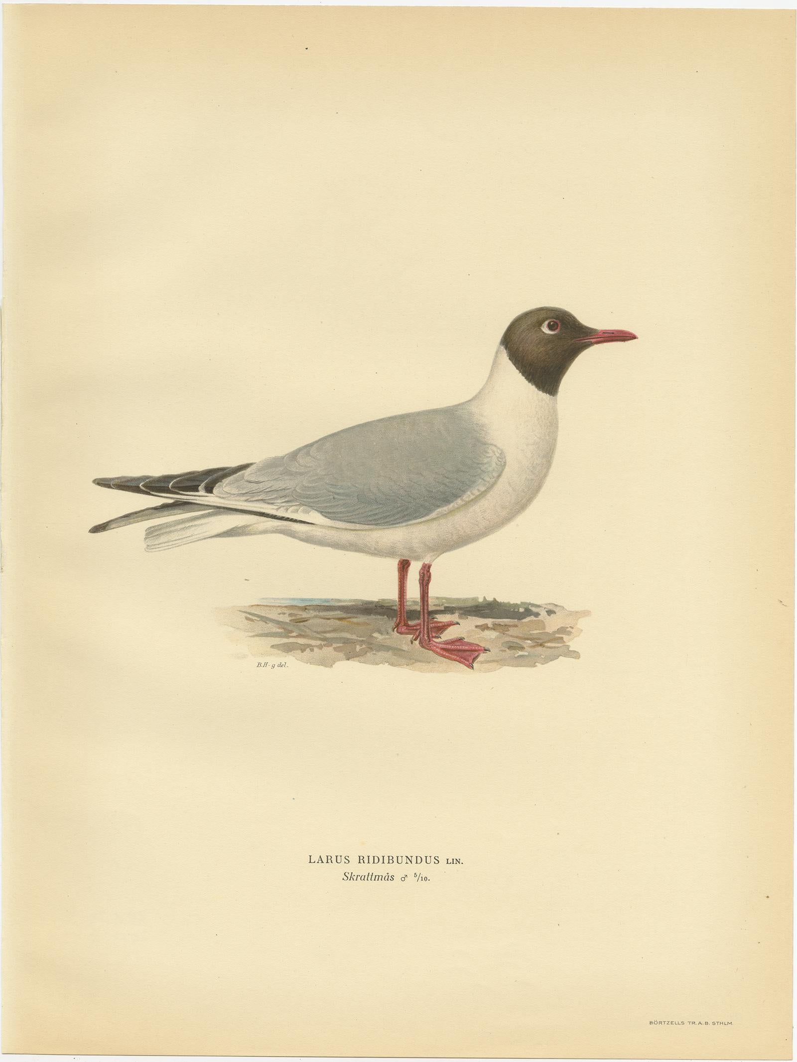 Antique Bird Print of the Black-Headed Gull 'Male' by Von Wright, 1929 In Good Condition For Sale In Langweer, NL