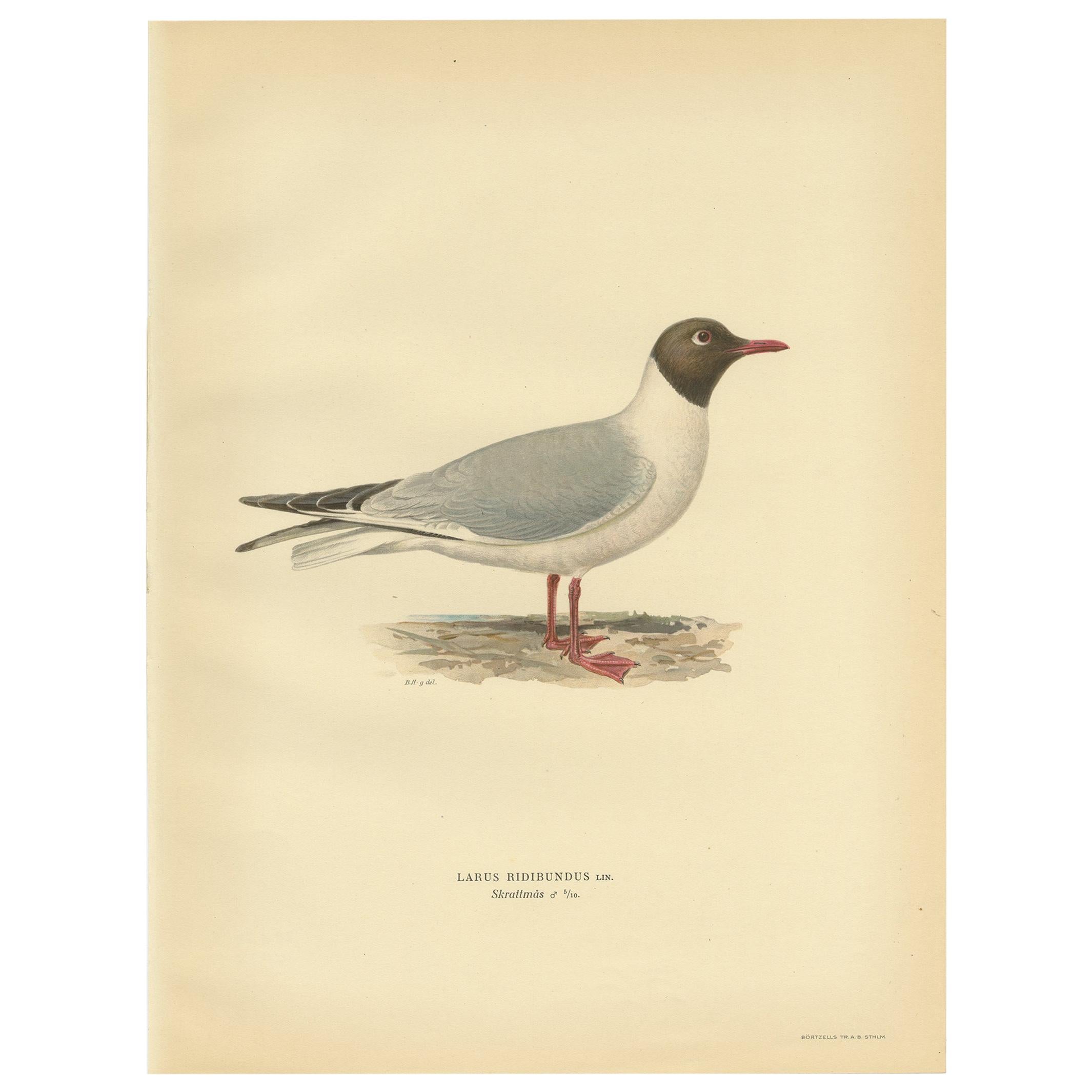 Antique Bird Print of the Black-Headed Gull 'Male' by Von Wright, 1929 For Sale