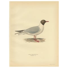 Grabado antiguo de gaviota cabecinegra 'macho' por Von Wright, 1929