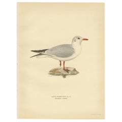 Antique Bird Print of the Black-headed Gull 'Winter' by Von Wright, 1929
