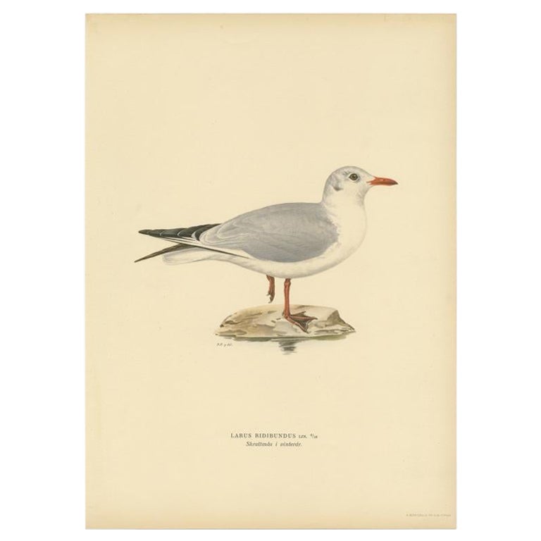 Impression oiseau ancienne du Gull à tête noire « Winter » par Von Wright, 1929