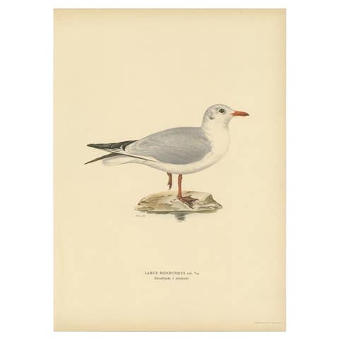 Antique Bird Print of the Black-Headed Gull 'Winter' by Von Wright, 1929