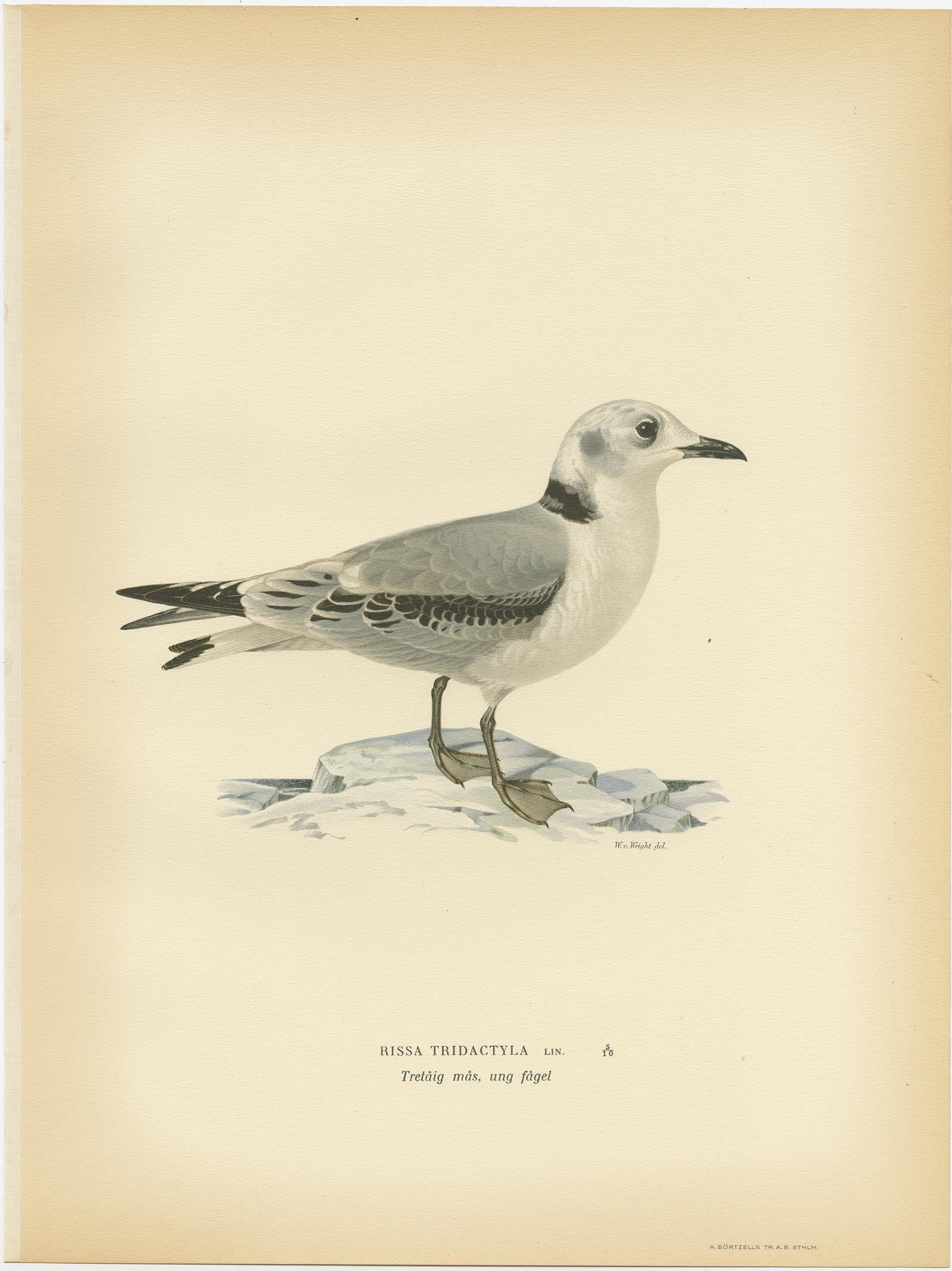 Antique Bird Print of the Black-Legged Kittiwake by Von Wright, 1929 In Good Condition For Sale In Langweer, NL