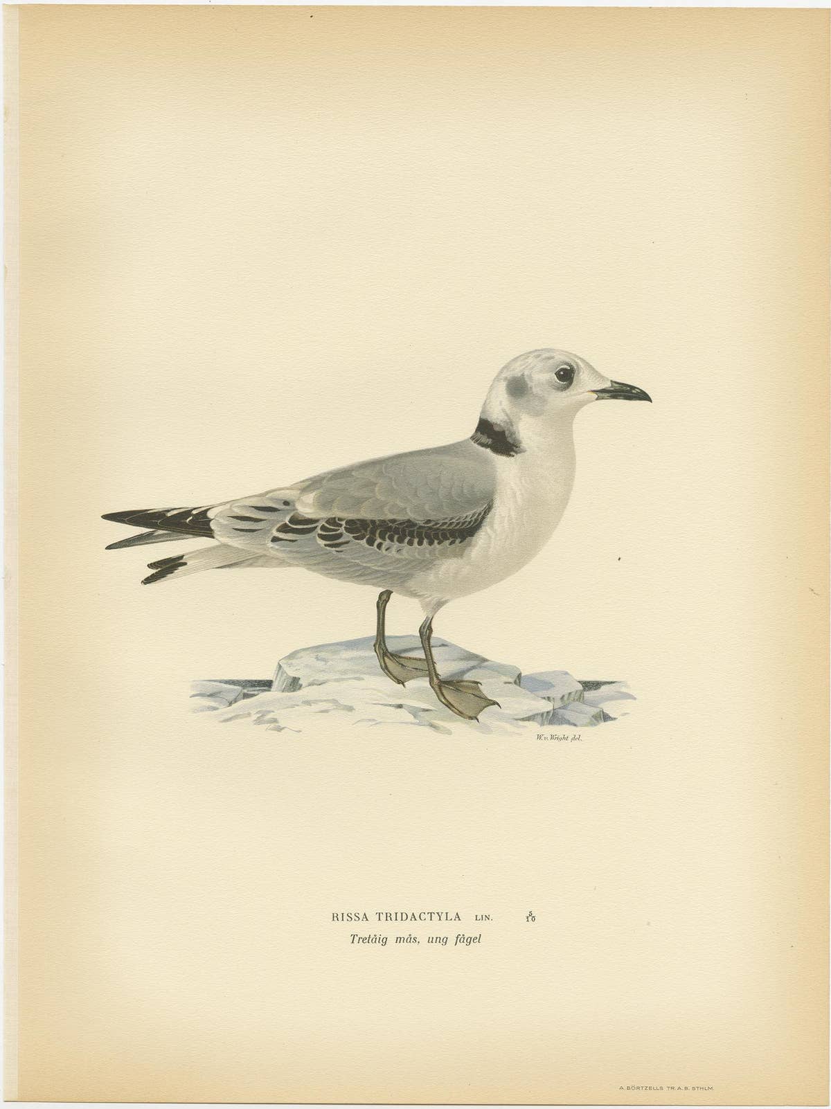 Antique Bird Print of the Black-Legged Kittiwake by Von Wright, 1929