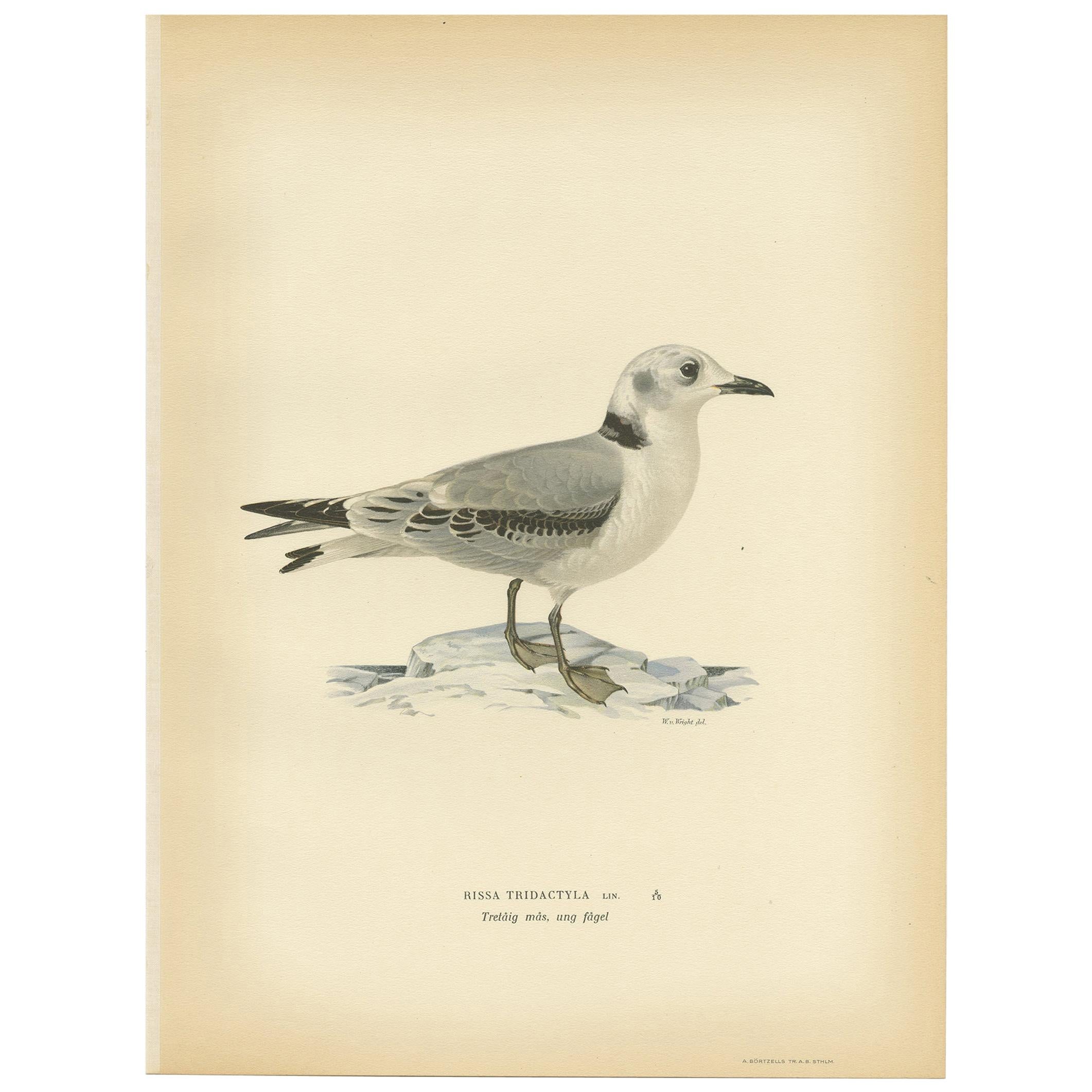 Antique Bird Print of the Black-Legged Kittiwake by Von Wright, 1929